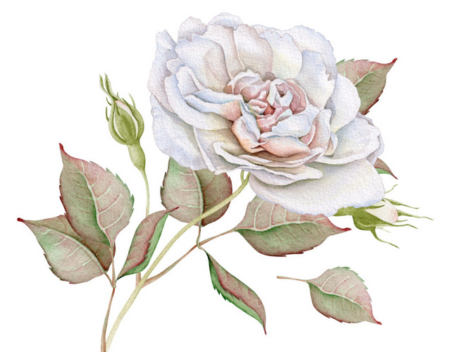 花朵免抠素材