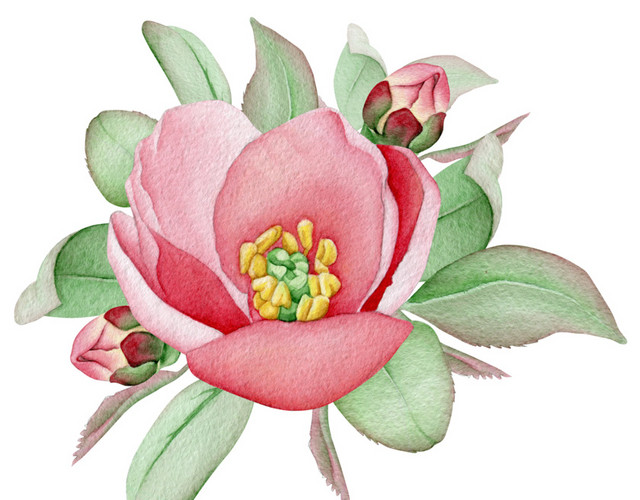 红花花朵免抠素材