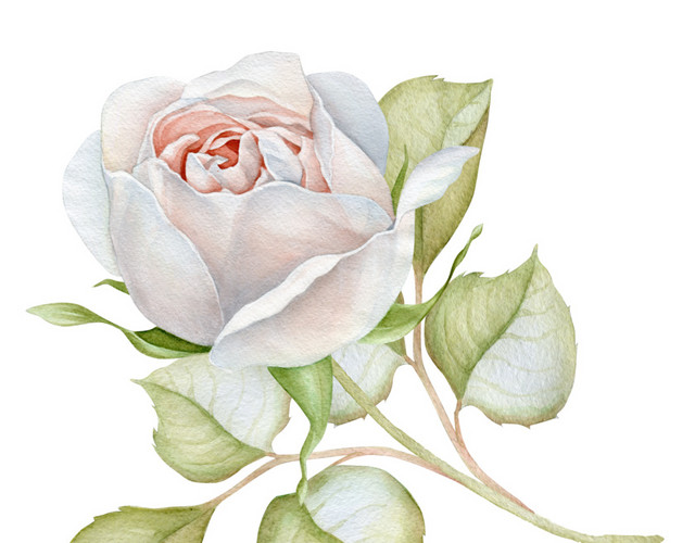 白花免抠素材