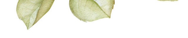 白花免抠素材