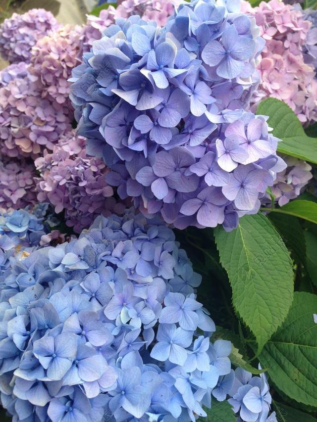 广告时尚绣球花背景图片