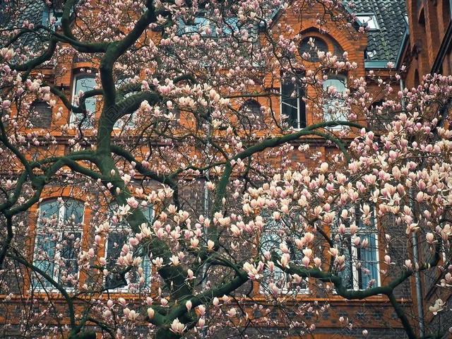 玉兰 树 开花 春天 花园 性质 FRüHLINGSBLüHER