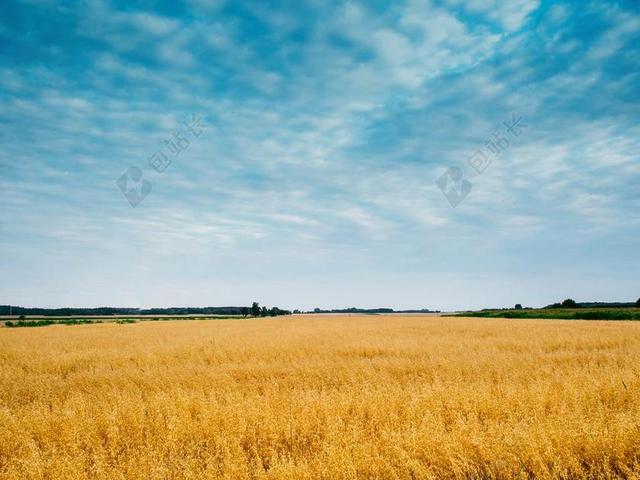 原野 天空 小麦 大麦 粮食 夏天 自然 景观 绿色 草