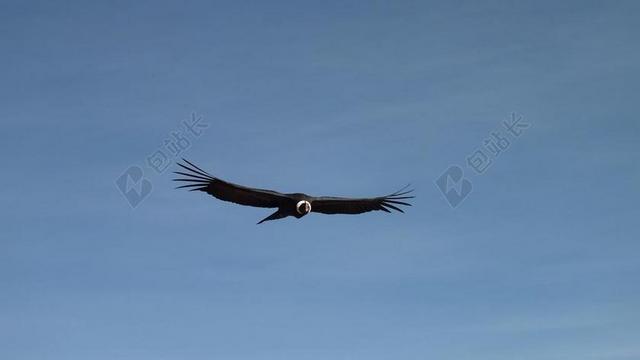 秃鹰 飞行 天空 秘鲁