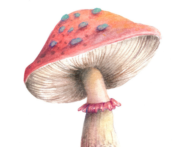 蘑菇水彩矢量元素下载