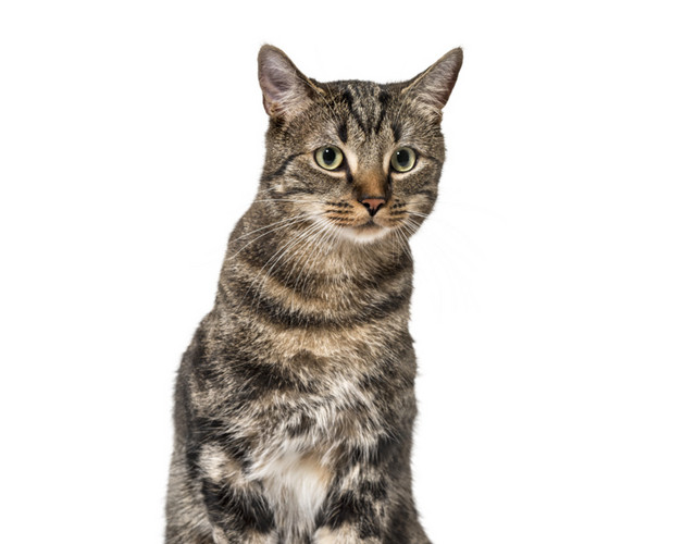 蹲坐的猫咪免抠素材