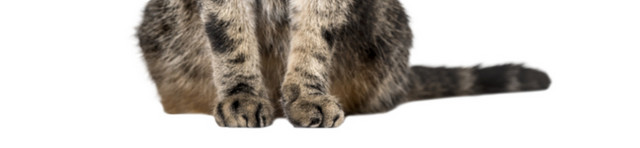 蹲坐的猫咪免抠素材