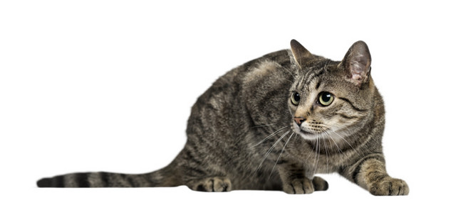 蹲趴的猫咪免抠素材