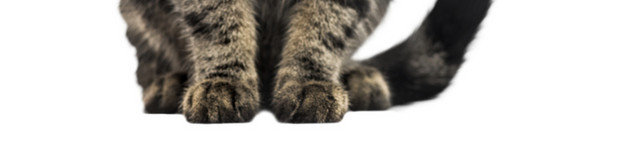 蹲坐的猫咪免抠素材