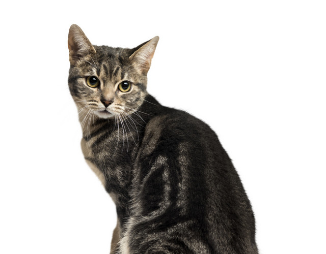扭头的小猫咪免抠素材