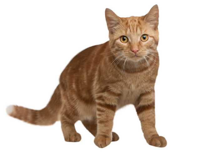 一只猫咪免抠素材