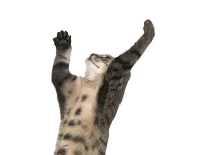 跳舞的猫咪免抠素材
