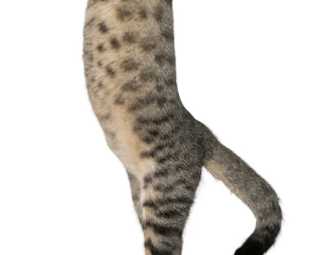 跳舞的猫咪免抠素材