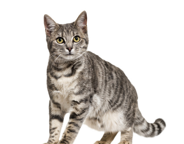 小猫咪免抠素材
