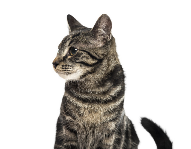 蹲坐的猫咪免抠素材
