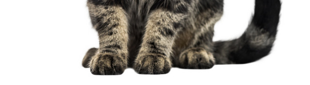 蹲坐的猫咪免抠素材