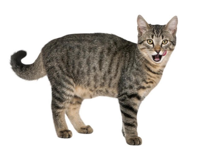叫唤的猫咪免抠素材