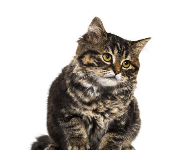 忧郁的猫咪免抠素材