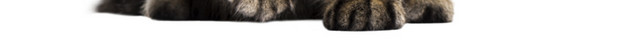 忧郁的猫咪免抠素材
