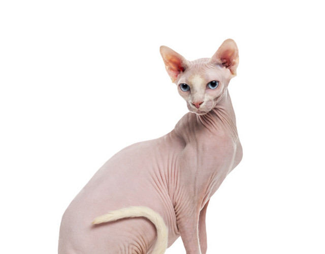 坐着的无毛猫免抠素材