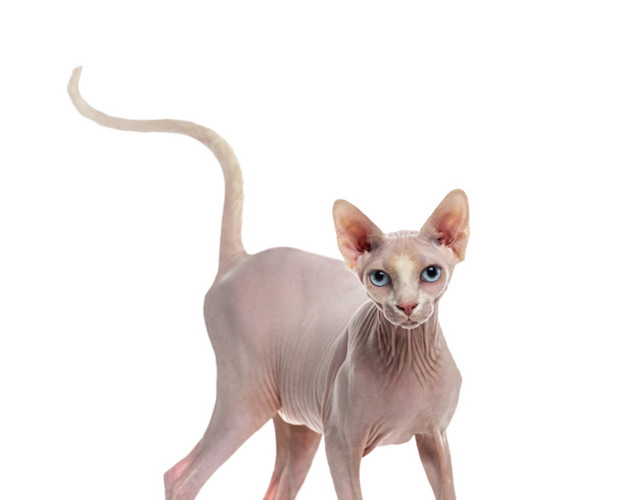 行走的无毛猫免抠素材