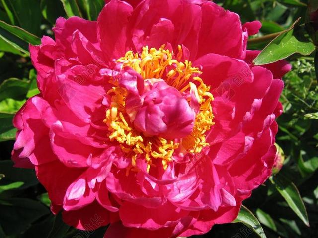 牡丹 红色 绽放 雄蕊 开花 花 美 性质 鲜花