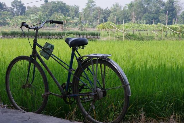自行车 车辆 绿化 草 稻田 字段 叶子 叶菜类 植物