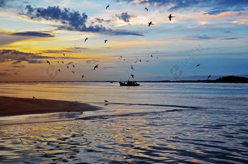 海 鸟 日出 蓝色 自然 水 动物 海洋 翼 海岸 景观