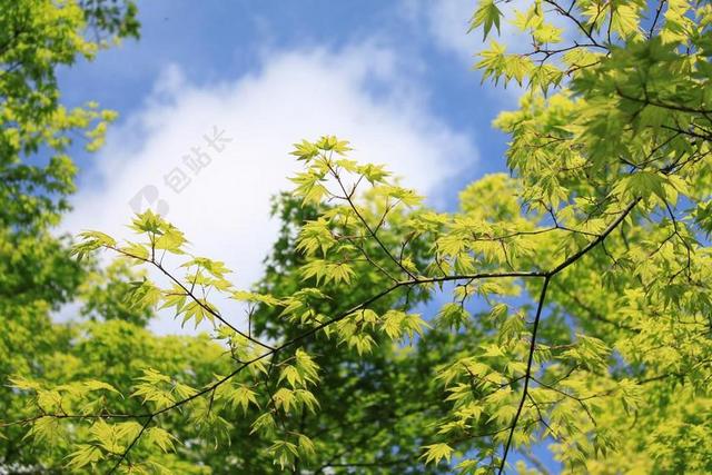 植物绿色的枫叶背景图片