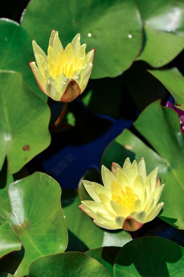 自然 植物 鲜花 睡莲 在初夏 水生植物 叶 绿色 莲花