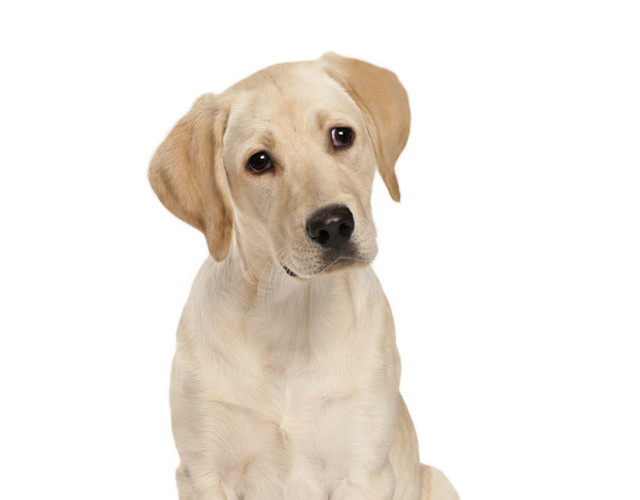 宠物狗拉布拉多犬素材