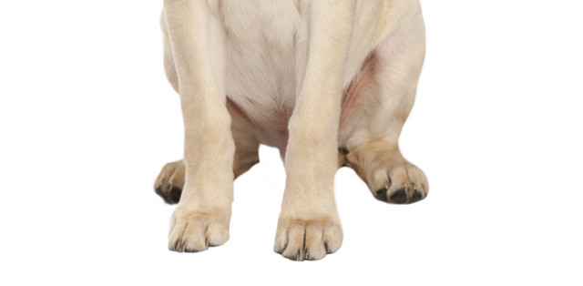 宠物狗拉布拉多犬素材