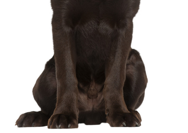 宠物狗拉布拉多犬素材