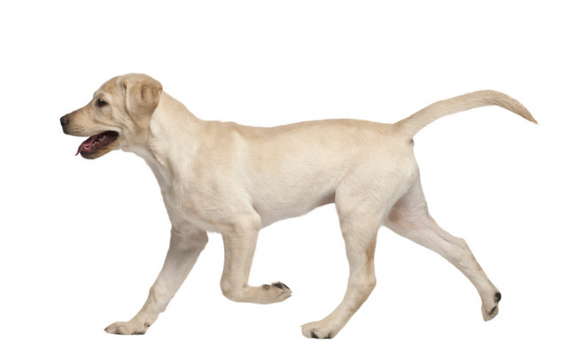 宠物狗拉布拉多犬素材