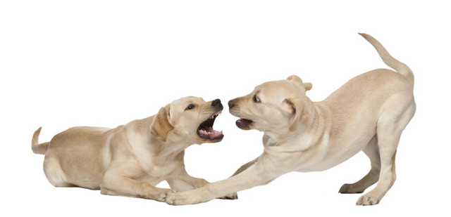 宠物狗拉布拉多犬素材