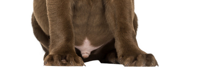 宠物狗拉布拉多犬素材