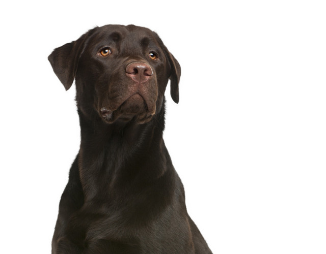 宠物狗拉布拉多犬素材