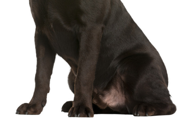 宠物狗拉布拉多犬素材