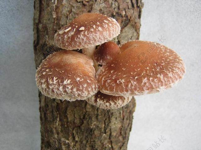 菌类 香菇 蘑菇 健康 食品 素 自然 食用 EDADES