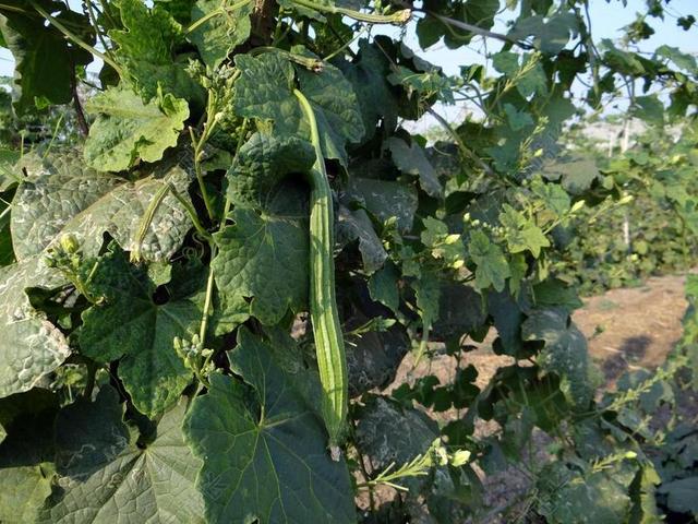 岭葫芦 TURAI 藤 网格 登山者 蔬菜 印度