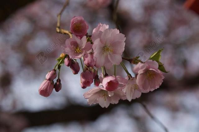 樱花 樱桃 春天 鲜花 关闭 梅花 粉红色 果树 树