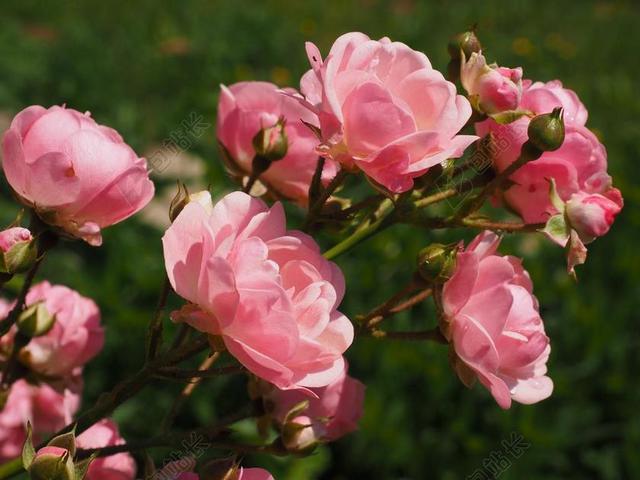 玫瑰 蔷薇 粉红色 玫瑰花园 开花 花园 花 厂 玫瑰花蕾