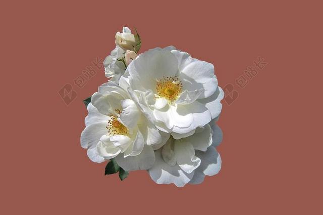 巴特基辛根 玫瑰园 玫瑰 玫瑰花 关闭 丰花钻石边界