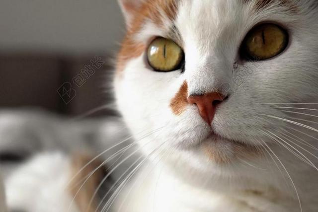 摄影唯美猫脸特写背景图片