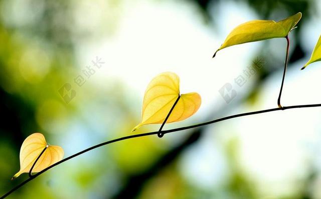 叶子 绿色 绿叶 绿色的树叶 植物 自然 植物区系 花园