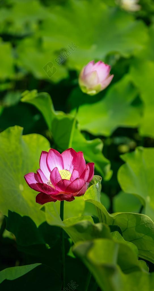 花 莲花 杜 日历 绿色 很好 粉红色 池塘 生活在水之下