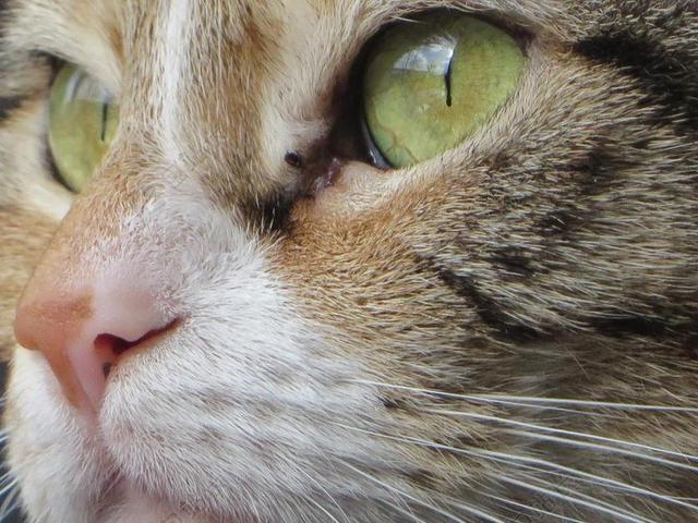 猫咪 宠物 猫脸 猫