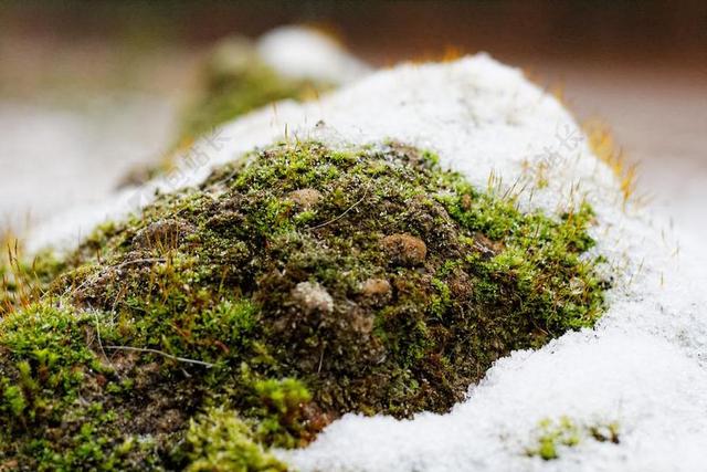 摄影自然白雪覆盖的草地背景图片