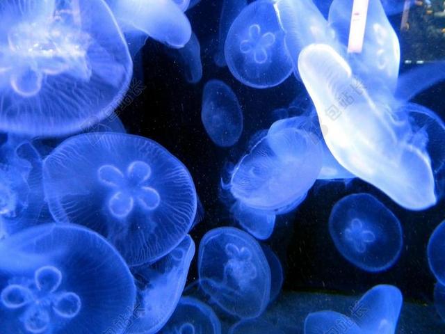 水母 海 生物 海洋动物 海洋 CNIDARIAN 水族馆
