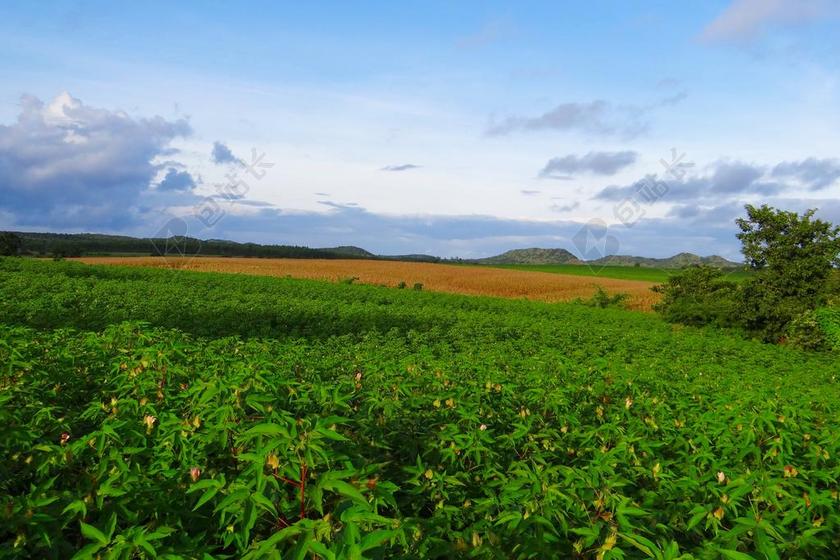 培养 棉花 玉米 农业 可用于 原野 作物 景观 天空